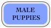 MALE
 PUPPIES