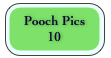 Pooch Pics 
10